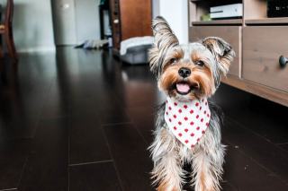Alimentation du Yorkshire Terrier : rations et croquettes