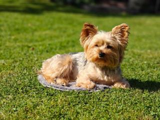 Acheter un chiot Yorkshire Terrier : étapes et documents