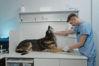 Examen dentaire chez un chien de petite race Petite mâchoire de chien examinée lors d'une consultation dentaire
