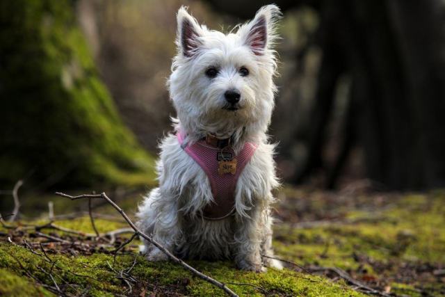 Photo d'illustration : un petit chien en promenade portant un harnais