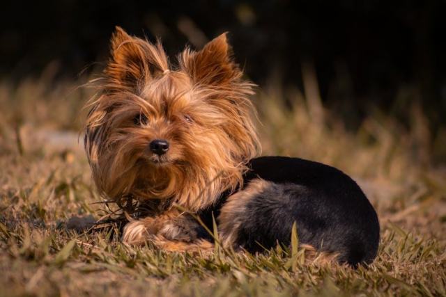 Santé du Yorkshire Terrier : prévenir et reconnaître les problèmes Santé du Yorkshire Terrier : prévenir et reconnaître les problèmes