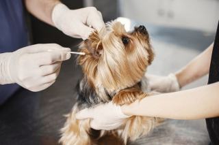 Santé du Yorkshire Terrier : maladies et prévention