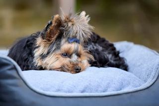 Aboiements du Yorkshire Terrier : causes et solutions