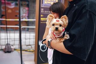 Accessoires Yorkshire Terrier : harnais, panier et jouets