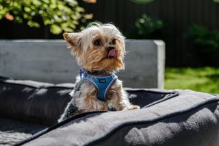 Accessoires Yorkshire Terrier : harnais, panier et jouets