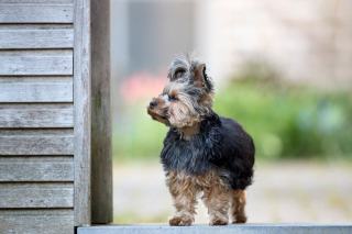 Adopter un Yorkshire Terrier adulte en refuge ou association