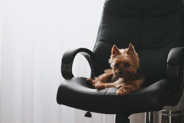 Adopter un Yorkshire Terrier adulte : ce qu'il faut savoir avant de se lancer