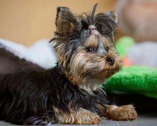 Concours canins avec le Yorkshire Terrier : guide du débutant