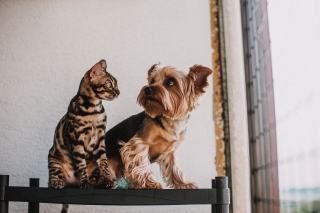 Prix d'un Yorkshire Terrier : achat et budget annuel