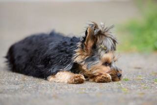 Luxation de la rotule du Yorkshire Terrier : grades et traitement