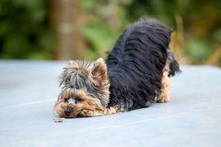 Pelage du Yorkshire Terrier : couleurs et entretien du poil