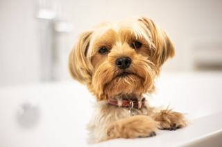 Propreté du Yorkshire Terrier : apprentissage et méthode