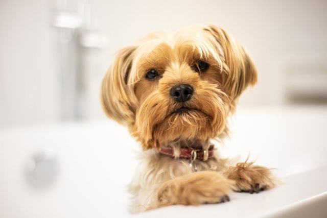 Propreté du Yorkshire Terrier : une éducation qui demande méthode et patience
