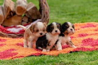 Reproduction du Yorkshire Terrier : chaleurs et gestation
