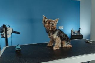 Stérilisation du Yorkshire Terrier : âge, prix et méthodes