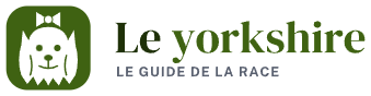 Le yorkshire