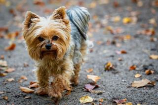 Assurance chien Yorkshire : quelles garanties choisir