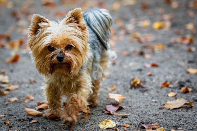Assurer son Yorkshire Terrier : les garanties qui servent vraiment Assurer son Yorkshire Terrier : les garanties qui servent vraiment