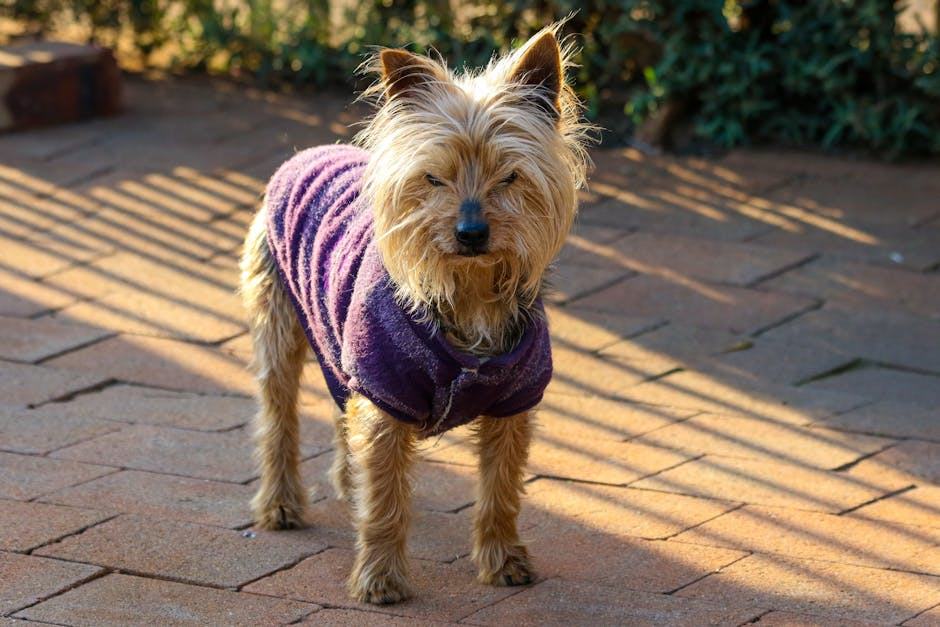 Éducation du Yorkshire Terrier : méthodes et astuces