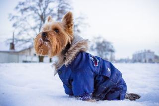 Yorkshire terrier vêtu d'un manteau lors d'une sortie par temps froid