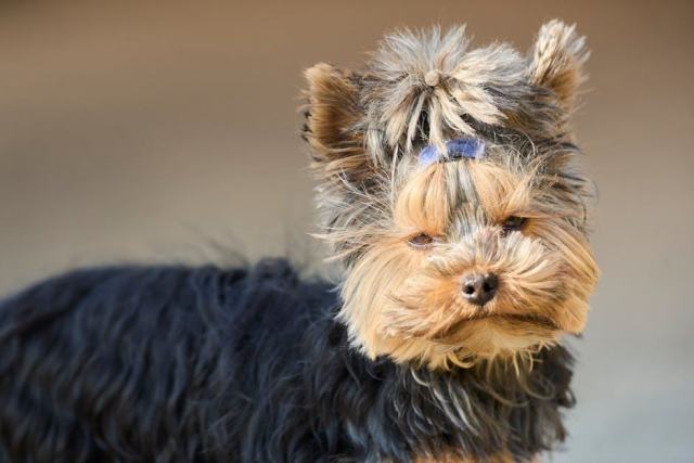 Le Yorkshire Terrier, un compagnon de caractère au quotidien Le Yorkshire Terrier, un compagnon de caractère au quotidien