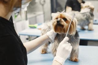 Toilettage Yorkshire ou caniche : ce qui change