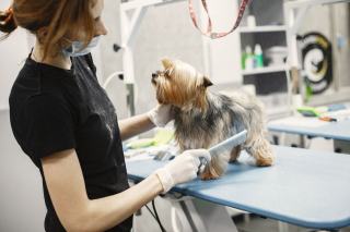 Toilettage du Yorkshire Terrier : brossage, bain et coupe