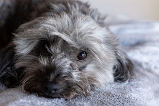 Yorkshire hypoallergénique, ce que perd vraiment ce petit chien