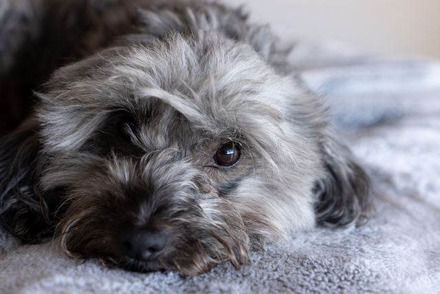 Le Yorkshire Terrier convient-il aux personnes allergiques ? Le Yorkshire Terrier convient-il aux personnes allergiques ?