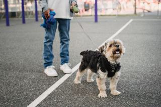 Aboiement du Yorkshire Terrier : causes et solutions