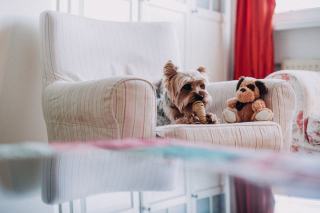 Yorkshire Terrier en appartement : ce qu'il faut prévoir