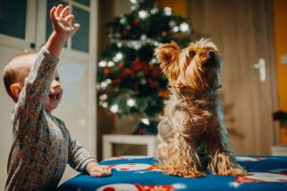 Yorkshire Terrier et enfants : âge conseillé et règles
