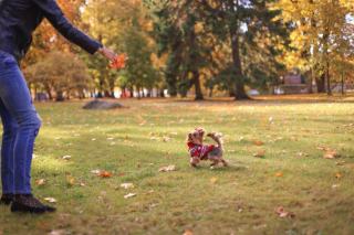 Concours Yorkshire Terrier : classes, CAC et titres