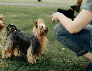 Élevage Yorkshire Terrier en France : trouver un éleveur