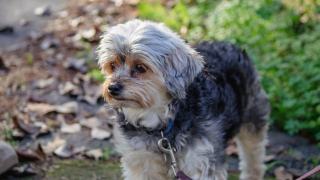 Couleur du pelage du Yorkshire Terrier : bleu et fauve