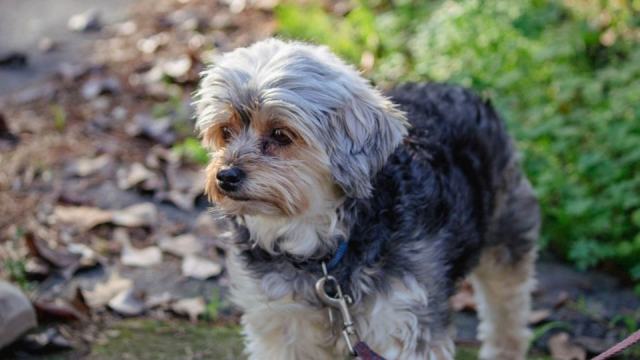 Couleur du pelage du Yorkshire Terrier : du noir et feu au bleu acier Couleur du pelage du Yorkshire Terrier : du noir et feu au bleu acier