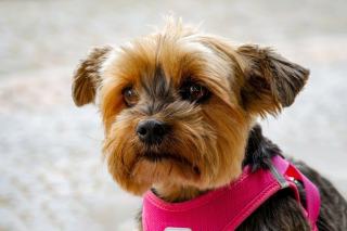 Poids et taille du Yorkshire Terrier : standard de race FCI