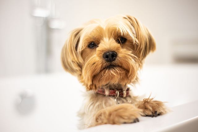 Propreté du Yorkshire Terrier : une éducation qui demande méthode et patience Propreté du Yorkshire Terrier : une éducation qui demande méthode et patience