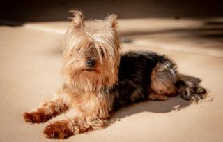 Yorkshire Terrier senior : soins du chien âgé