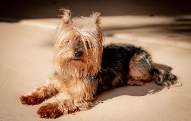 Yorkshire Terrier senior : prendre soin de son chien qui vieillit Yorkshire Terrier senior : prendre soin de son chien qui vieillit