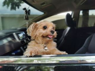 Voyager avec un Yorkshire Terrier : avion, train, voiture